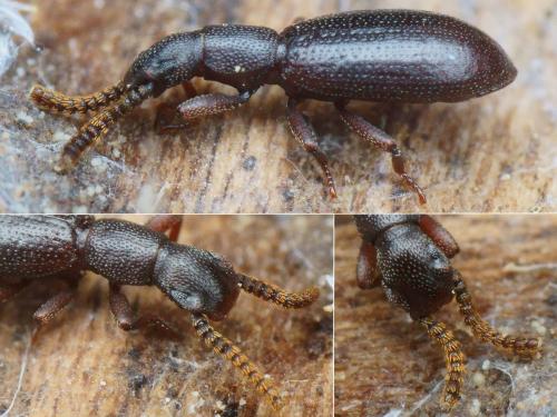 Réf. 196 785 : Dichillus minutus